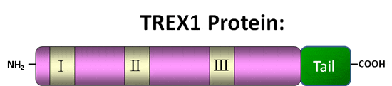 Trex1-protein-schematic